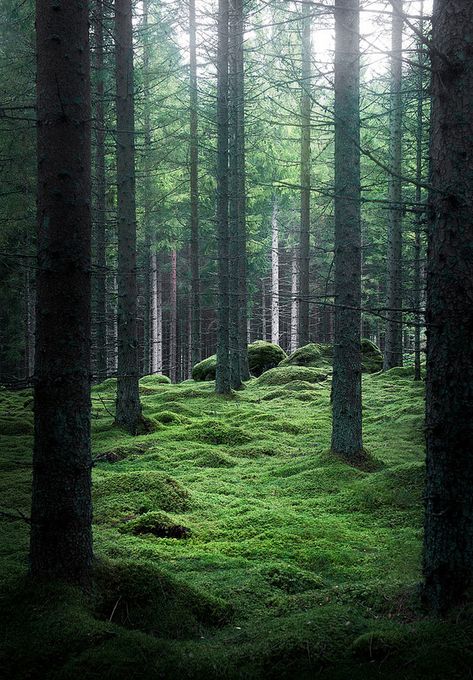 🇸🇪 Swedish forest by Lindstenfoto Warrior Cats Clans, Swedish Forest, Lost In The Forest, Nordic Architecture, Winter Floral Arrangements, Nature Portrait, Cottage In The Woods, Forest Wallpaper, Walk In The Woods