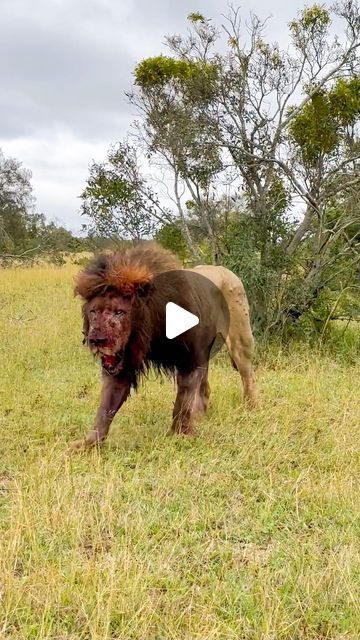 157K views · 9.9K likes | Latest Sightings - Kruger on Instagram: "My job here is done…  This is the aftermath of an epic rival lion battle!! It happened at @andbeyondngala. Link to the full video is on our bio.  #tingedby @tyronhorne" Real Lion Pictures, My Job Here Is Done, Lion Video, Lion Attack, Lion Hd Wallpaper, Apple Iphone Wallpaper Hd, Lions Photos, Simple Mehndi Designs Fingers, Lion Wallpaper