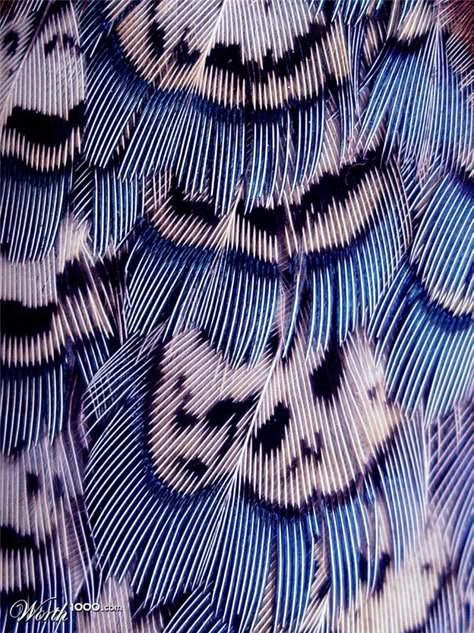 Feathers aren't exactly branchy but they do spread out and split up. Looking at close-up pictures of feathers does something to my brain. It's just so beautiful. On The Wings Of Love, Blue Feathers, Texture Inspiration, Natural Forms, Patterns In Nature, Color Textures, Natural Texture, Surface Pattern, Textures Patterns