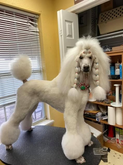 Fancy Poodle Haircut, Poodle With Bows In Hair, Poodle With Dreads, Female Poodle Haircut, Standard Poodle Grooming Styles, Poodle Top Knot Styles, Poodle Mullet, Standard Poodle Haircut Styles, Poodle Bangs