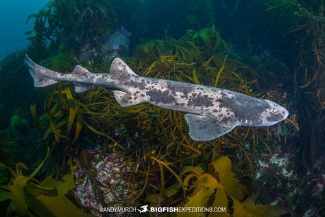 Swell Shark, Shark Pictures, Shark Diving, Marine Biology, Ocean Lover, Marine Animals, Underwater Photography, Baby Shark, Sharks