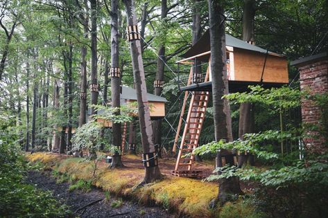 treehouse hotel complex offers glamping experience along forest path in bruges, belgium Forest Hotel, Forest Resort, Treehouse Hotel, Forest Lodge, Tree House Plans, Resort Ideas, Forest Camp, Magic Land, Small Terrace