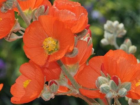 Globe Mallow Flower, Globe Mallow, Arizona Wildflowers, Mallow Plant, Zone 8b, Lily Turf, Nursery Tree, Liriope Muscari, Low Maintenance Shrubs