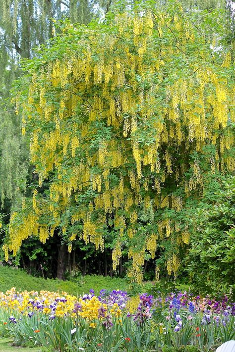 Garden Compost, Pigtail Hairstyles, Flower Spike, Garden Soil, Beautiful Sights, Coffee Grounds, Flower Bouquet Wedding, Small Garden, Yellow Flowers