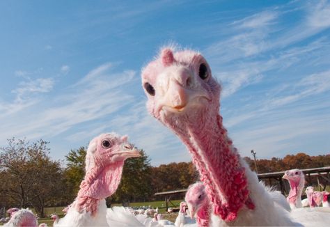 Selfie! 🤣 Thanksgiving Meme, Turkey Facts, Turkey Farm, Traditional Stories, Turkey Meat, Wild Turkey, Early Readers, Close Reading, Meme Funny