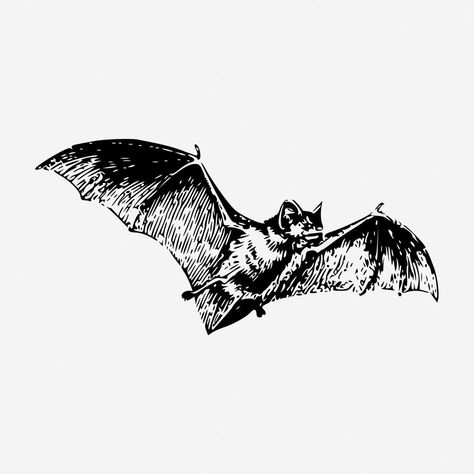 Victorian Bat Illustration, Bat Vintage Illustration, Headless Bat Tattoo, Bat Flying Tattoo, Flock Of Bats Tattoo, Vampire Bat Tattoo Gothic, Vintage Bat Art, Bats Flying Drawing, Bat Tattoo Drawing