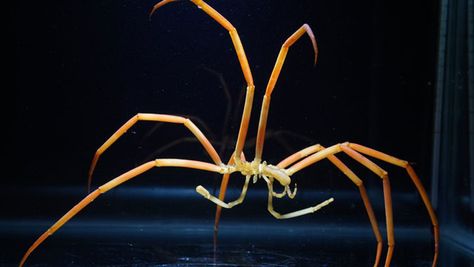 Giant sea spiders do surprisingly well at boot camp. Giant Sea Spider, Sea Spider, University Of Montana, Giant Animals, Sea Can, Polar Animals, Underwater Creatures, Science Photos, Boot Camp