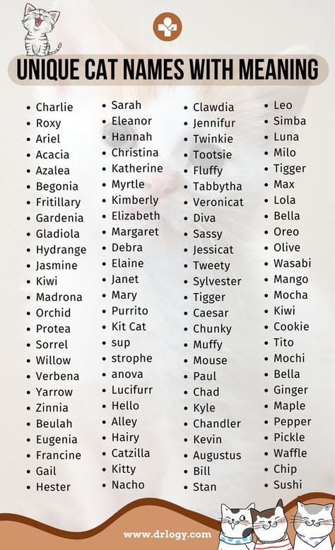 Male Cat Names Unique, Cat Names Male, Names For Male Cats, Cat Names Unique, Boy Cat Names, Panda Names, Names Male, Unique Cat Names, Cute Pet Names