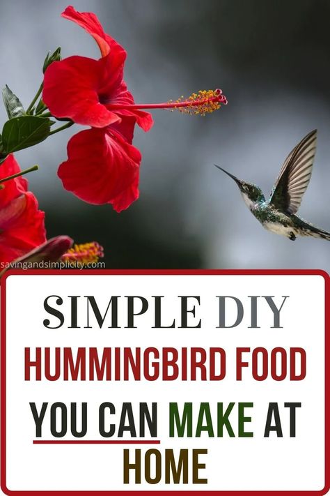 Attract hummingbirds to your yard with this simple and easy homemade hummingbird food recipe. This simple DIY recipe calls for two ingredients already in your pantry.  Discover the best hummingbird food recipe and how to care for your hummingbird feeders.  Do you know the perfect time of year place your feeders out?  Or what plants attract hummingbirds?  Click now to learn more. Hummingbird Food Diy, Diy Hummingbird Food, Hummingbird Feeder Recipe, Hummingbird Food Recipe, Homemade Hummingbird Feeder, Homemade Hummingbird Food, Diy Hummingbird Feeder, Frugal Homemaking, Outdoor Garden Sheds