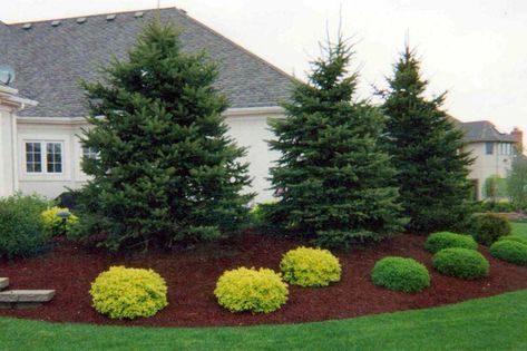 Large Yard Landscaping, Evergreen Landscape, Trees For Front Yard, Landscaping Around Trees, Large Backyard Landscaping, Patio Grande, Beautiful Landscaping, Grasses Landscaping, Front Landscaping