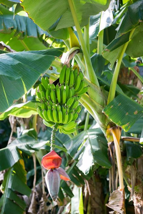 Banana Trees Landscape, Banana Plant Care, Recipes Banana Bread, Grow Banana Tree, Pudding Banana, Muffins Banana, How To Grow Bananas, Bread Banana, Recipes Banana