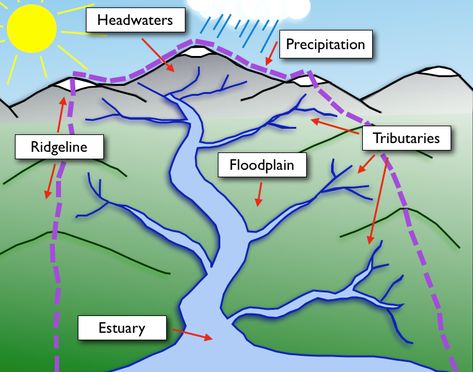 Nature Games, 7th Grade Science, 4th Grade Science, Geography Lessons, 5th Grade Science, River Basin, Water Cycle, Environmental Education, Outdoor Activities For Kids