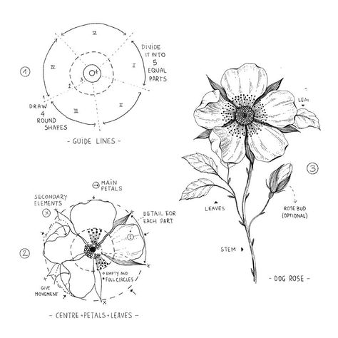 ▫️Dog Rose▫️ . As I promised, I tried to create a tutorial for a Dog Rose...inspired by one my drawing 😜😅 . I‘ve used the same tutorial as… Hur Man Ritar Blommor, Flower Drawing Easy, Easy Flower Drawings, Drawing Instructions, Dog Rose, Botanical Line Drawing, Instagram Dog, Flower Drawing Tutorials, Flower Drawings