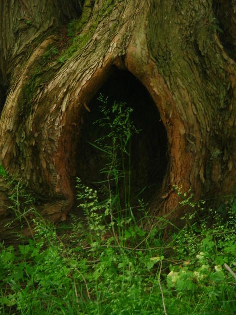 Tree Cave The Magic Faraway Tree, Amazing Backgrounds, Witch Life, Nature Reference, Faraway Tree, Tree People, Random Aesthetics, Location Inspiration, Hobbit House