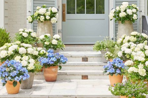 Potted Hydrangea, Repotting Plants, French Hydrangea, Types Of Hydrangeas, Hydrangea Varieties, Oakleaf Hydrangea, Southern Garden, Growing Hydrangeas, Plant Problems