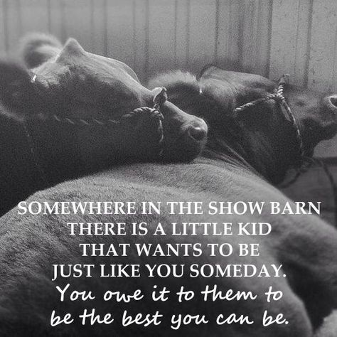 Sometimes it can make their day if you realize it's them and have a conversation with them. I did this at NWSS Showing Animals At The Fair, Show Cattle Quotes, 4h Quotes, Showing Cattle Quotes, Cows Quotes, Cattle Quotes, Cow Showing, Club Calf, Cattle Showing