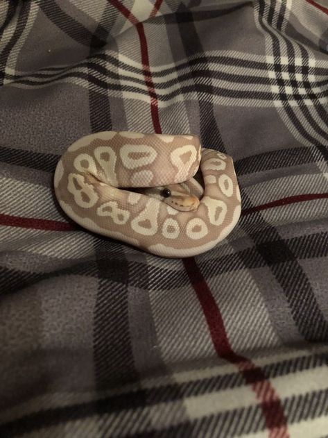 Ball Python Pet, Ball Python Snake, Dream Snake, Snake Pet, Pet Aesthetic, Pet Snakes, Baby Snakes, Cool Snakes, Pretty Snakes