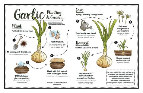 Click on the image for a quick infographic on how to plant and grow your own garlic, based on resources by Marybeth Janerich (Wasatch Community Gardens) and Pete Rasmussen (Sandhill Farms). For detailed tips, tricks and how-tos on growing your own garlic (along with countless other garden goodies), visit Wasatch Community Gardens and Sandhill Farms‘ websites at … read more When To Harvest Garlic, When To Plant Garlic, Garlic Growing, Grow Garlic, Planting Garlic, Types Of Herbs, Growing Garlic, Market Garden, Veg Garden