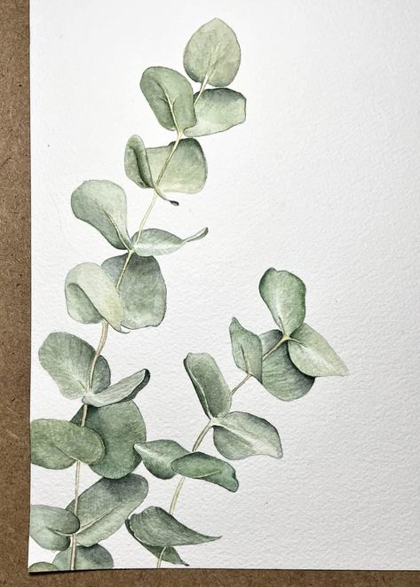 How To Draw Eucalyptus Leaves, Drawing Eucalyptus Leaves, Watercolour Eucalyptus, Australian Flowers Drawing, Eucalyptus Drawing Simple, Eucalyptus Acrylic Painting, Eucalyptus Watercolor Painting, Eucalyptus Sketch, Eucalyptus Art