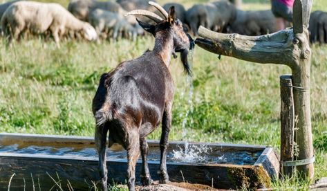 Goat drinking water Water Trough For Goats, Goat Water Trough, Automatic Waterer, Goat House, Goat Herding, From The Pond, Water Trough, Daily Water Intake, Daily Water