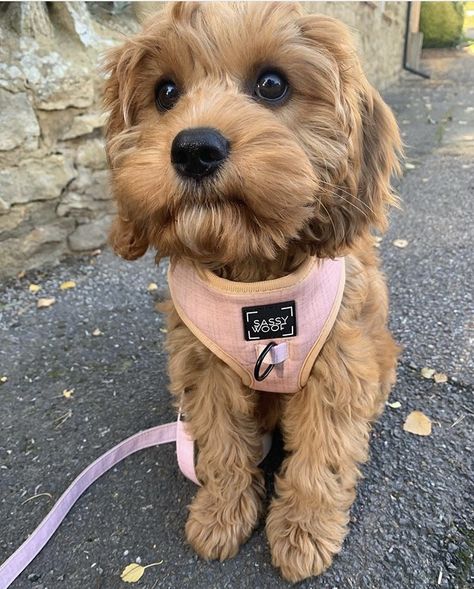 Cavapoo puppy hair cut Dog Haircut Ideas, Cavoodle Haircuts, Cute Cavapoo Puppies, Cavapoo Puppy Haircut, Cavapoo Haircut Styles Teddy Bear, Cavoodle Haircut, Cavoodle Haircut Styles, Cute Dog Haircuts, Cavapoo Grooming Styles