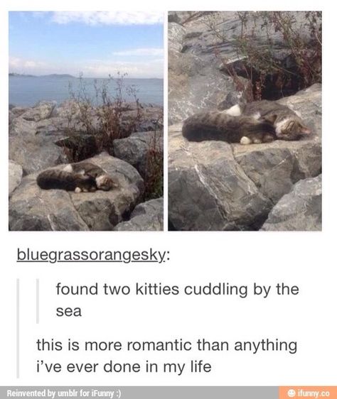 Pictures Of Cats, Two Cats, Cute Kittens, Animal Memes, Tumblr Funny, Tumblr Posts, Cuteness Overload, Cute Funny Animals, Catsuit