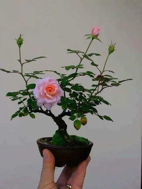 So pretty Rose Bonsai, Flower Seedlings, Mame Bonsai, Bonsai Flower, Mini Bonsai, Rose Seeds, Bonsai Art, Rose Trees, Miniature Trees