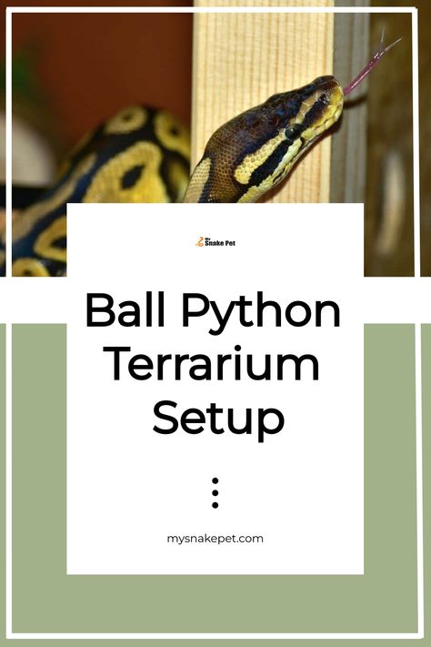 There are a few components your ball python terrarium setup absolutely needs to have. There are also some commonly recommended items that are best avoided, like… Python Terrarium Ideas, Ball Python Terrarium, Python Enclosure Ideas, Python Terrarium, Ball Python Cage, Ball Python Enclosure Ideas, Ball Python Enclosure, Python Enclosure, Terrarium Setup