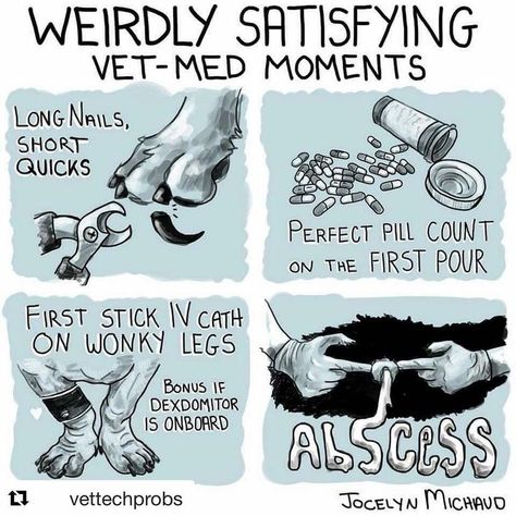 statisfying vet med moments. #abscess #vetmedlife #vetmedhumor #veterinarianhumor #vetechhumor #vetnursehumor Vet Assistant Quotes, Vet Tech Life, Vet Tech Appreciation Week Ideas Diy, Vet School Humor, Veterinary Memes, Vet Quotes, Vet Tech Quotes, Veterinarian Quotes, Veterinary Medicine Humor