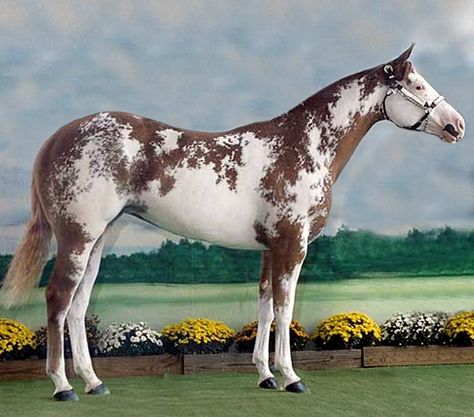 Chestnut sabino frame APHA mare, Queen of Tradition. Frame Overo Horses, Sabino Horse, Overo Horse, Pinto Horses, Storing Lemons, Horse Markings, American Paint Horse, Paint Horses, Pinto Horse