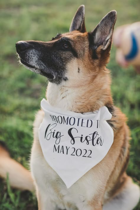 Dog Big Sister Announcement, Pregnancy Announcement With Dogs, First Pregnancy Announcements, Dog Baby Announcement, Big Sister Announcement, Dog Pregnancy Announcement, Promoted To Big Sister, Pregnant Dog, Cute Baby Announcements