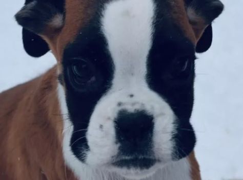 60 Female Boxer Dog Names Boxer Names, Female Boxer Dog, Puppies Names Female, Boxer Dog Names, Female Boxer, Boxer Breed, Female Boxers, Boxer Puppy, Boxer Puppies