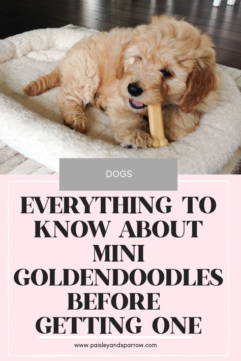 Mini Goldendoodles, White Mini Goldendoodle, Mini Goodlendoodle, Mini Goldendoodle Full Grown, Minature Goldendoodle, Full Grown Mini Goldendoodle, Mini Golden Doodle, Goldendoodle Temperament, Goldendoodle Full Grown