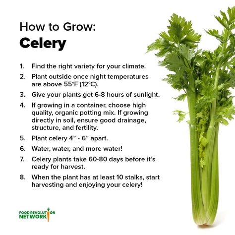 🥬 Celery is a staple health... - Food Revolution Network How To Grow Celery, Grow Celery, Celery Plant, Growing Celery, Biennial Plants, Easy Plants To Grow, Winter Soups, Healthy Brain, Soil Health