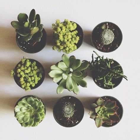 Be mine. Different Types Of Succulents, Plants Are Friends, Types Of Succulents, Plant Photography, Plant Aesthetic, Cactus Y Suculentas, Pretty Plants, Plant Mom, Cactus And Succulents