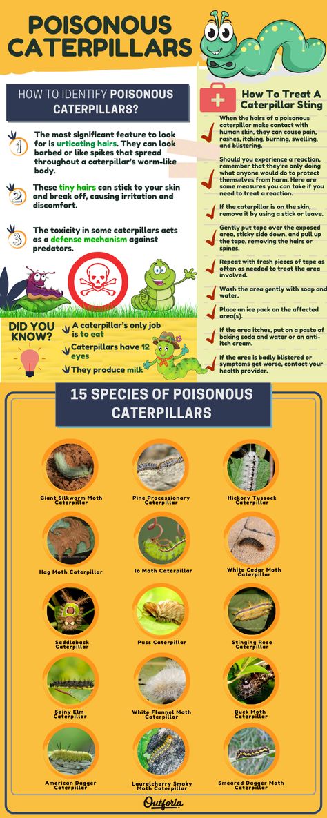 There’s so much to admire about caterpillars. Caterpillars may be hairy, have warning or threatening coloration, or have the ability to camouflage. They’re wiggly, fun, intriguing, and filled with individual stories to tell. With so much to explore and discover about caterpillars, let’s discuss the world’s top poisonous ones. Check out Outforia's latest article to find out. Poisonous Caterpillars, Flannel Moth, Silkworm Moth, Io Moth, Fuzzy Caterpillar, Fly Butterfly, Monarch Caterpillar, Moth Caterpillar, Bee Sting