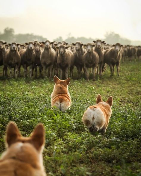 The Welsh Dragon, Corgi Cute, Welsh Dragon, Dog Sports, Corgi Pembroke, Corgi Butts, Herding Dogs, Horse Farm, Photo Competition