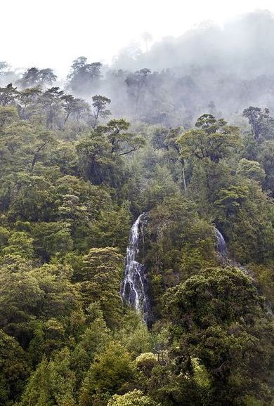 Valdivian temperate rainforest in Chile Valdivian Rainforest, Temperate Forest, Rainforest Biome, Forest Paths, Forest Waterfall, Jungle Fever, Temperate Rainforest, Forest Path, Rain Forest