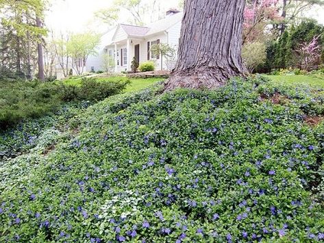 Periwinkle Ground Cover, Ground Cover Plants Shade, Ground Cover Shade, Vinca Minor, Plants Under Trees, Broadleaf Evergreen, Ground Covering, Invasive Plants, The Secret Garden