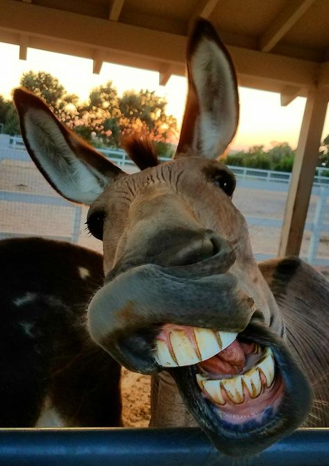 Seein Spots Farm Miniature Donkeys ~ What a happy Zonkey face! A Zonkey is a cross between a Donkey and Zebra. ❤️ Donkey Aesthetic, Funny Donkey Pictures, Donkey Pics, Donkey Face, Farm Miniature, Donkey Images, Donkey Funny, Miniature Donkeys, Hybrid Animals