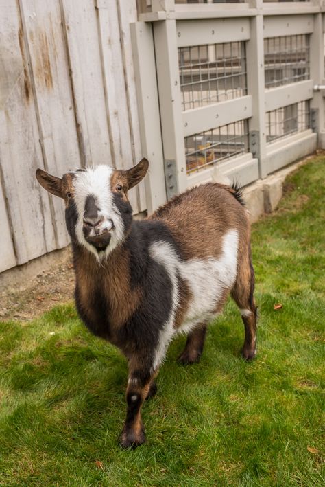 Nigerian dwarf goat Nigerian Pygmy Goats, Miniature Goat, Future Dairy, Nigerian Goats, Miniature Goats, Zoo Map, Two Toed Sloth, Character Details, Amur Tiger