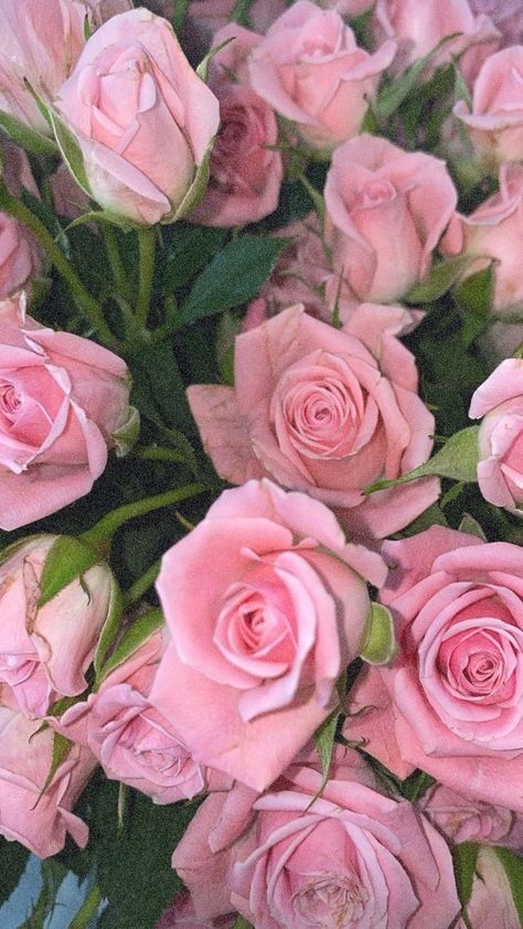 Pink Rose Wallpaper Hd, Flower Board, Rosé Aesthetic, Flower Therapy, Beautiful Rose Flowers, Beautiful Flowers Pictures, Pretty Wallpaper Iphone, Rose Wallpaper, Rose Painting