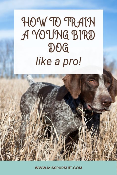 How To Train A Bird Dog, How To Train A Hunting Dog, English Pointer Puppy, Hunting Dog Training, Outdoorsy Family, Bird Dog Training, Gsp Dogs, Gsp Puppies, Bird Hunter