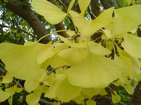 Autumn Gold Ginkgo (Ginkgo biloba 'Autumn Gold') at Bachman's Landscaping Maidenhair Tree, Human Traffic, Tree Nursery, Full Size Photo, Ginkgo Biloba, Late Winter, Plant List, Overland Park, Deciduous Trees