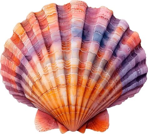 Shell Png Aesthetic, Sea Shell Reference, Clam Photography, Seashell Reference, Shell Reference, Sea Shells Aesthetic, Seashell Png, Shell Png, Shell Photography