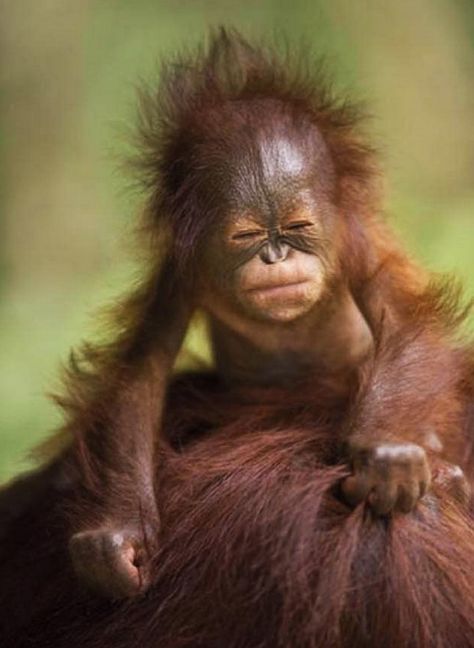 Baby ape squinting eye on Mama.  Go to www.YourTravelVideos.com or just click on photo for home videos and much more on sites like this. Animals Adorable, Regnul Animal, Baby Orangutan, Animals Funny, Cute Monkey, Baby Monkey, Primates, Cute Creatures, Sweet Animals