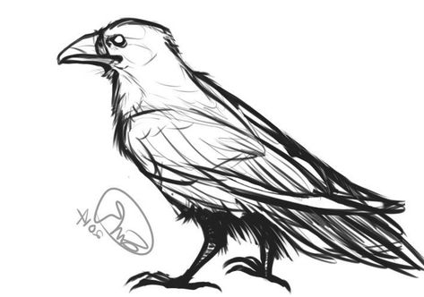 Raven Drawing, Crows Drawing, Raven Artwork, Raven Bird, Crows And Ravens, Crow Art, Raven Art, Drawing Animals, Crows Ravens