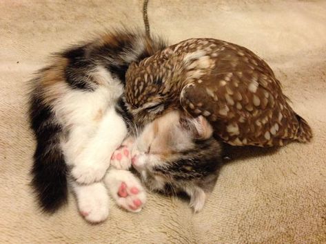 CXb52hT Unlikely Friends, Pictures Of Cats, Kitten Photos, Söt Katt, Tiny Kitten, Adorable Kitten, Animals Friendship, Kitten Pictures, Favorite Animals