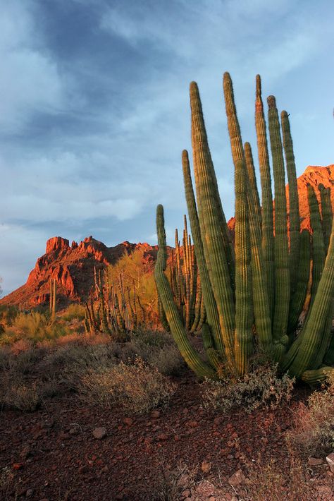 Organ Pipe Cactus, Pipe Organ, Cactus Flower, Art Quilts, Cactus Plants, Cactus, Plants, Flowers, Art