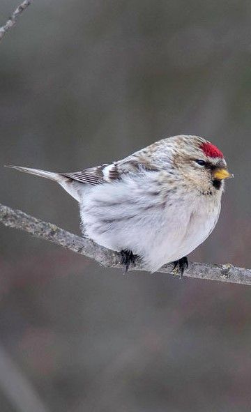 Hoary Redpoll, White Poppy, Most Beautiful Birds, Big Animals, Finches, Exotic Bird, Kinds Of Birds, Cardinal Birds, Bird Sculpture